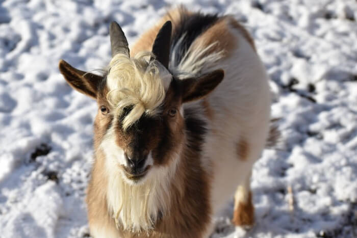 Harry the goat at harbor farms during winter