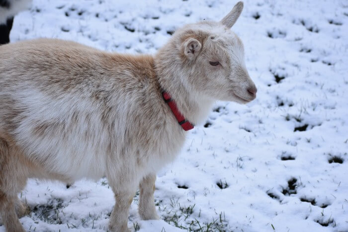 Jerry the goat at harbor farms during winter