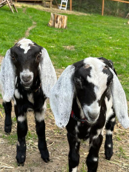 Paris and Nicole the two black and white goats at harbor farms