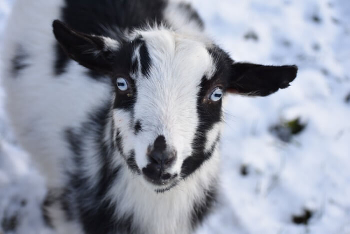 Tom the goat at harbor farms during winter