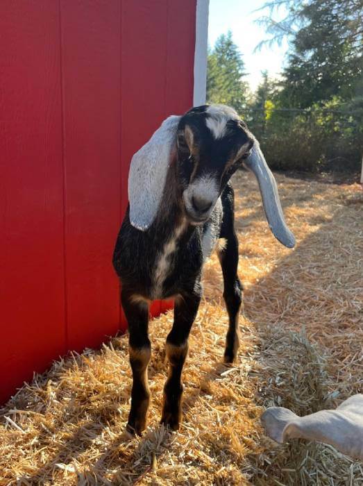 buddy the goat at harbor farms