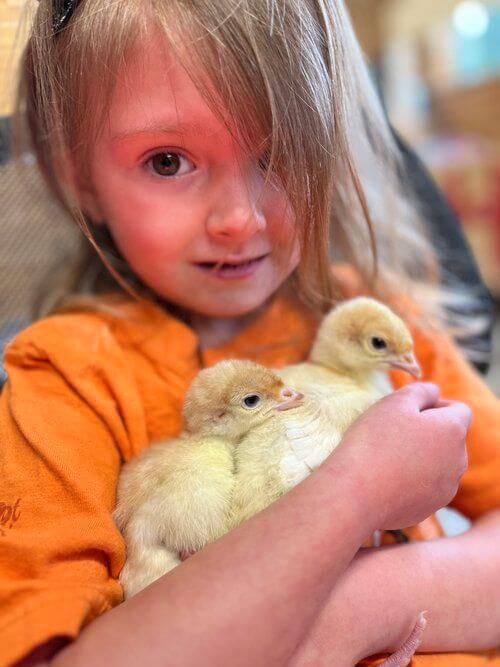 small girl holding two little chicks