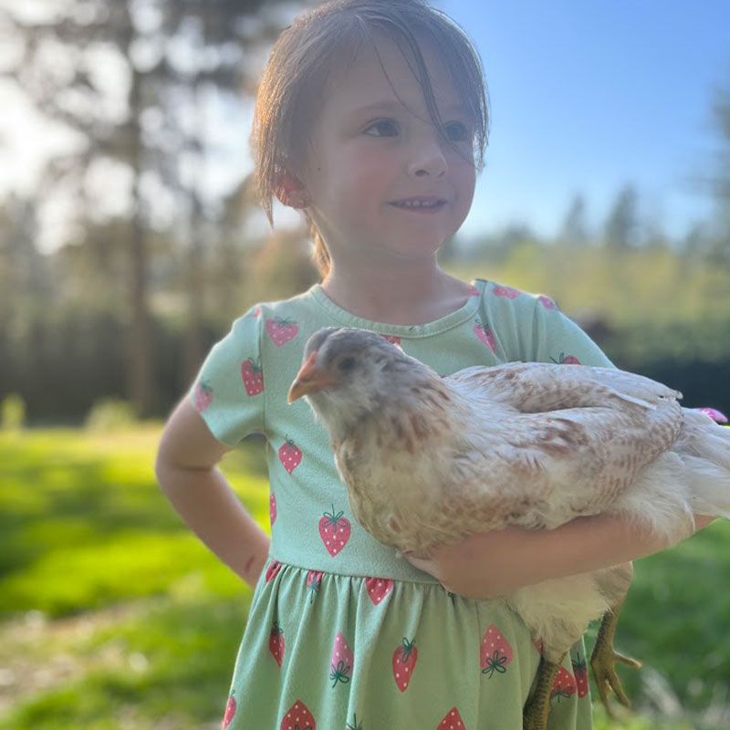 little girl on a farm holding a chicken in her arm