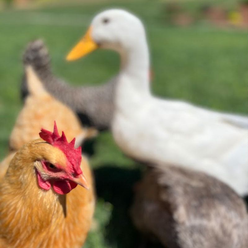 a yellow chicken in front and a white duck in the background