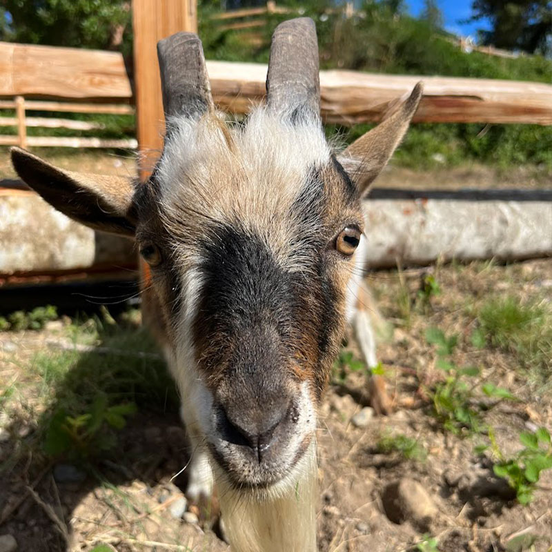 a brown goats face up close