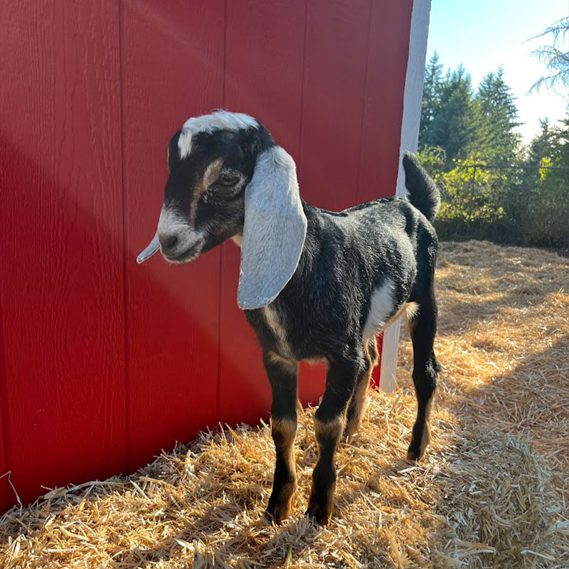 a little black goat with white ears at harbor farms