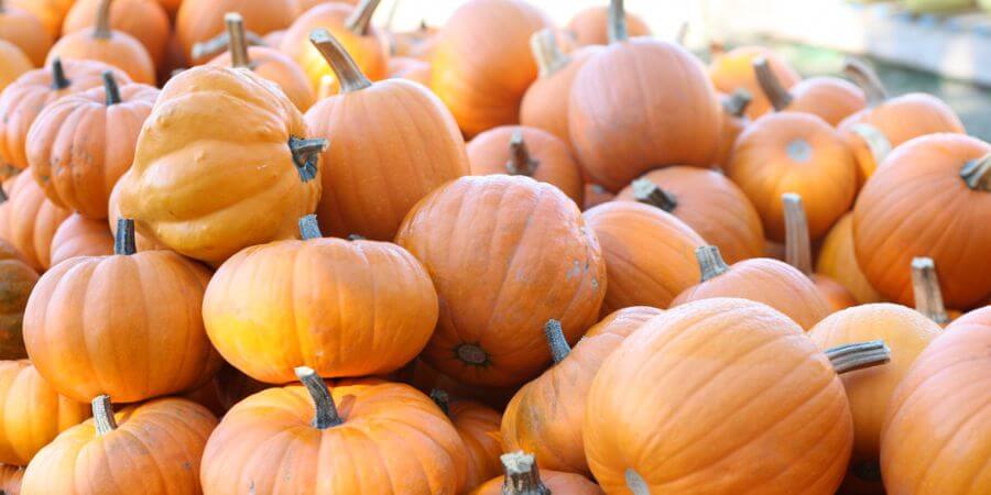 pumpkins fall