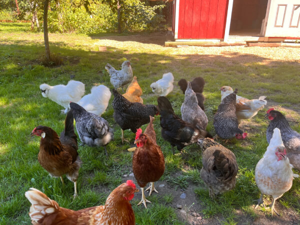 harborfarmsgh chickens